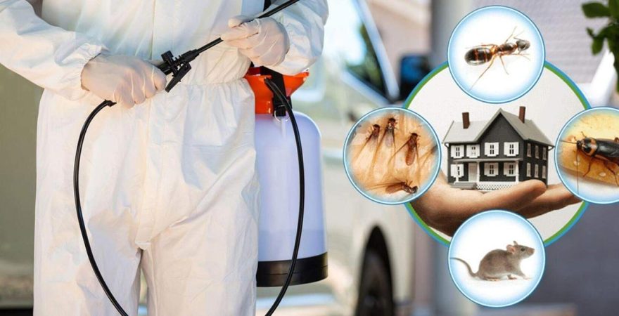 Kale Böcek İlaçlama