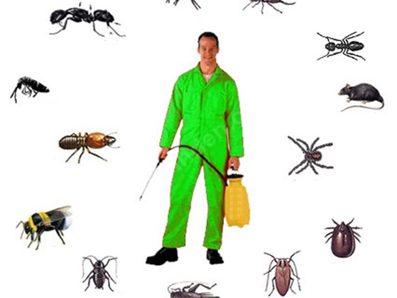 Kale Böcek İlaçlama